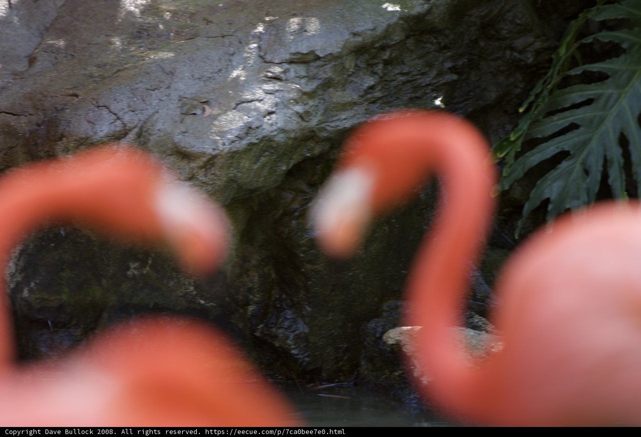 Two Flamingos Amidst Lush Greenery