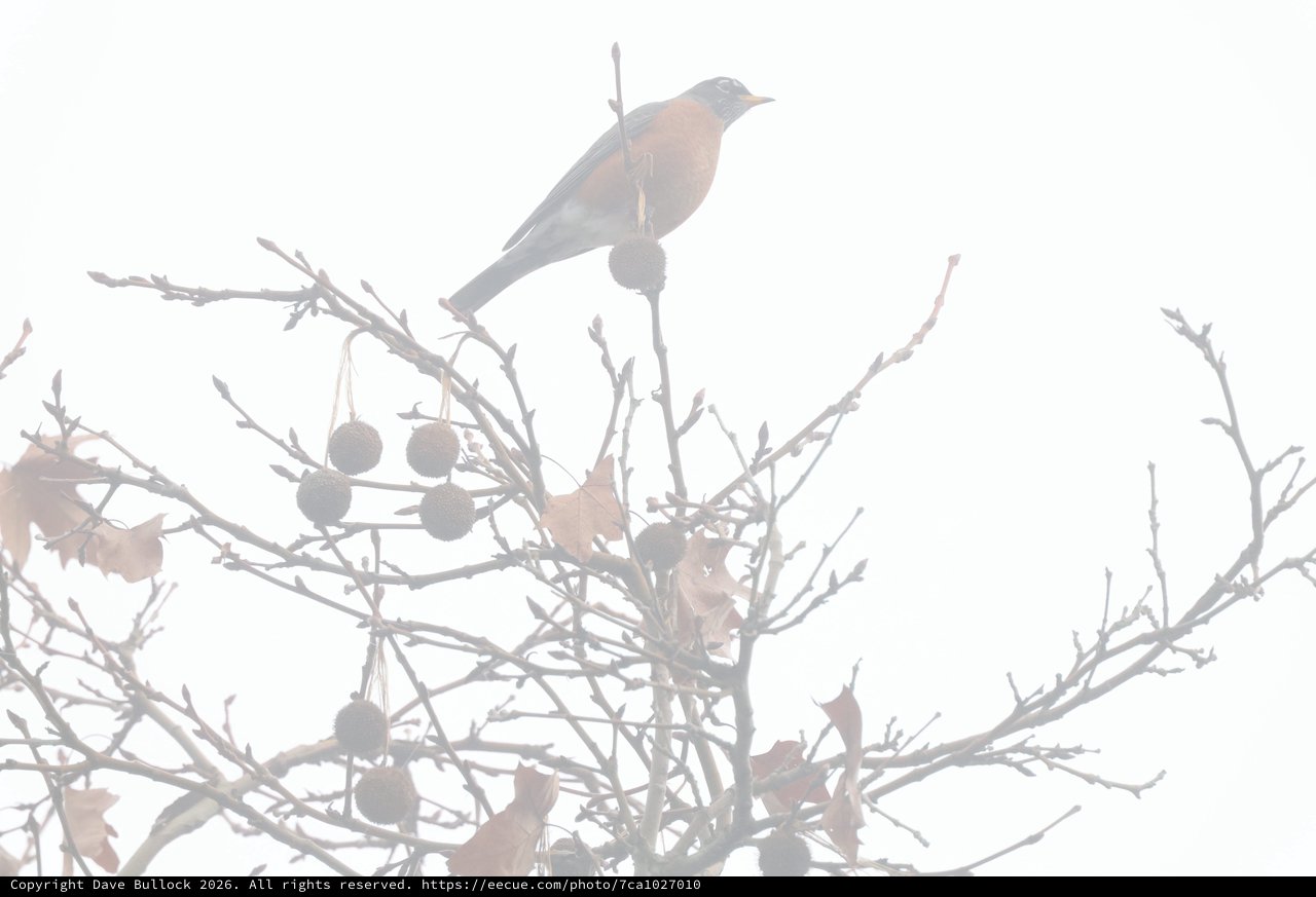 Bird Perched Among Winter Berries in Foggy Weather