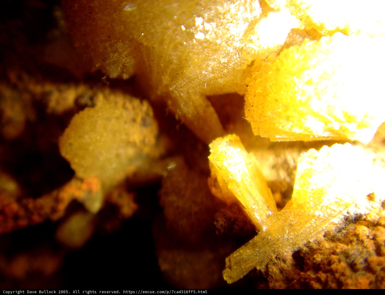 Vibrant Yellow Fungus Among the Rocks