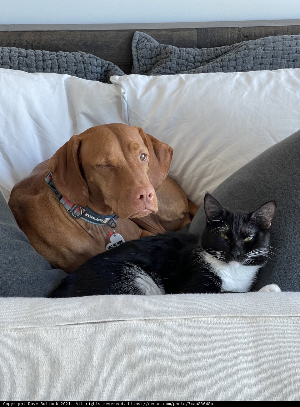 Furry Couch Potatoes