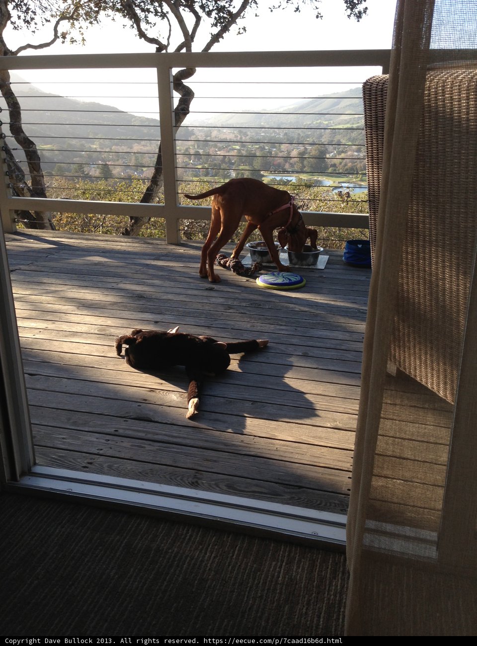 Serene Pet Retreat on a California Deck