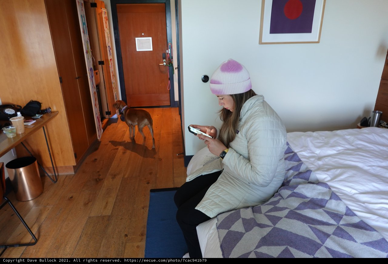 Cozy Hotel Room with Curious Dog Visitor