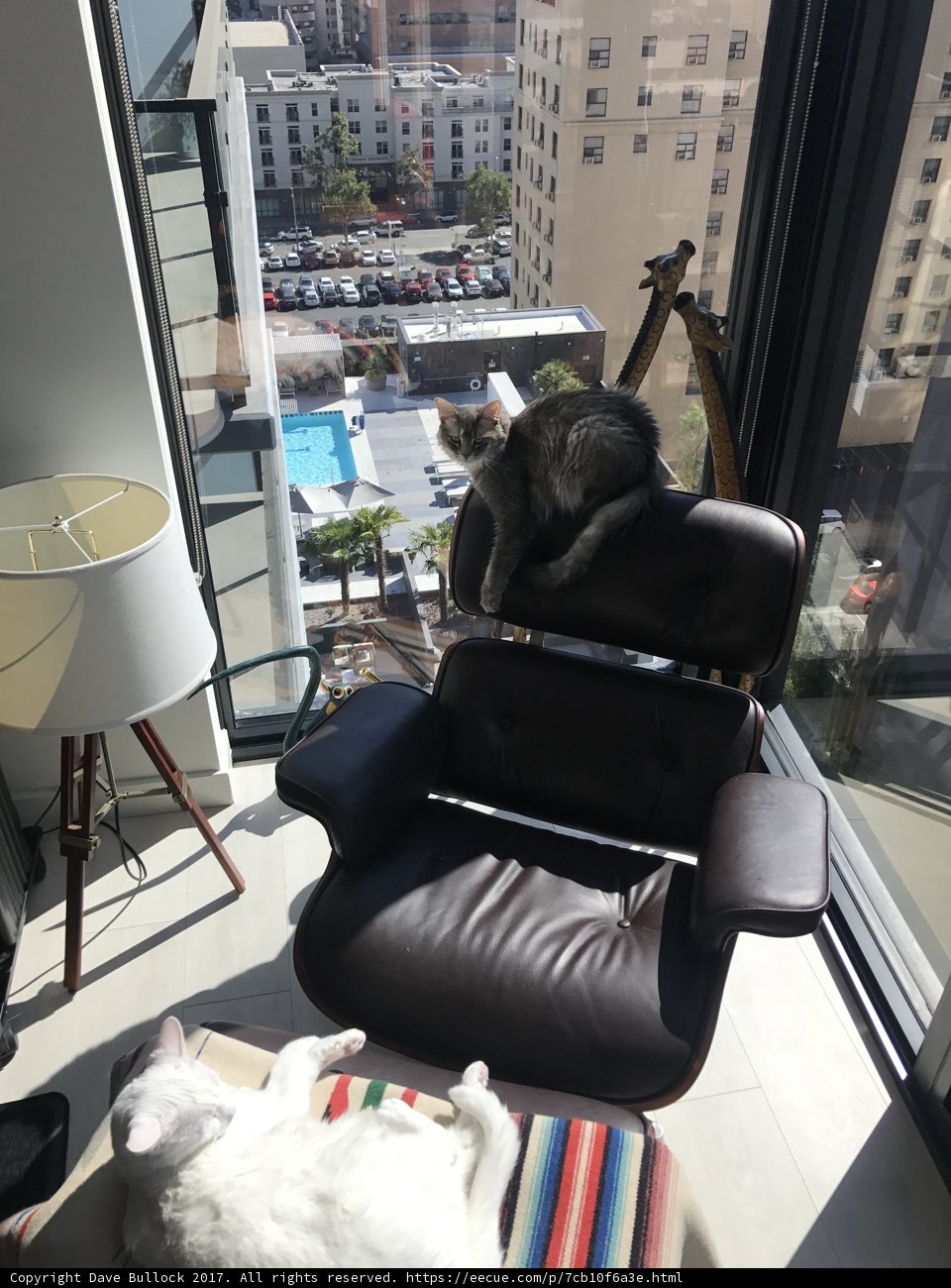 Feline Lounging in LA Living Room