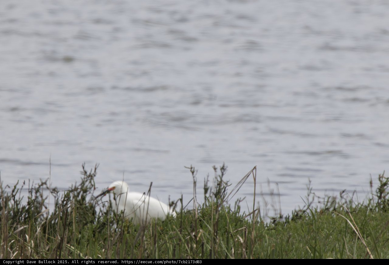 Serene Guardian of the Grasslands