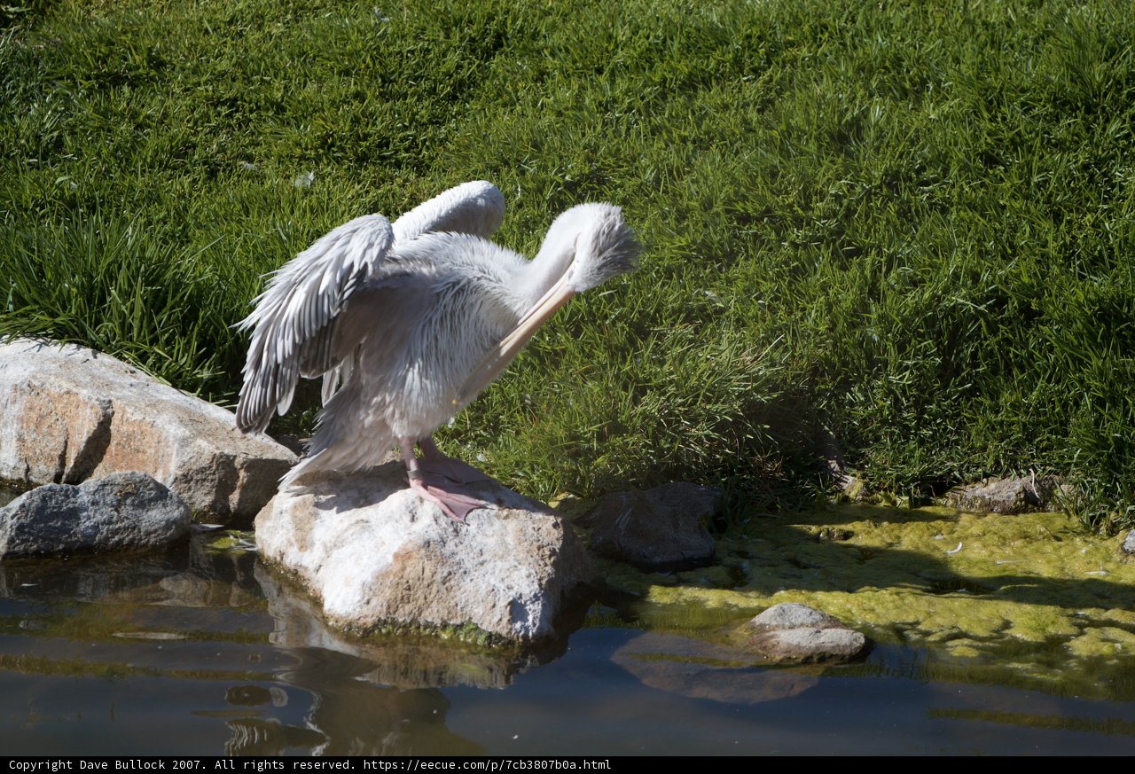 Pelican in its natural habitat