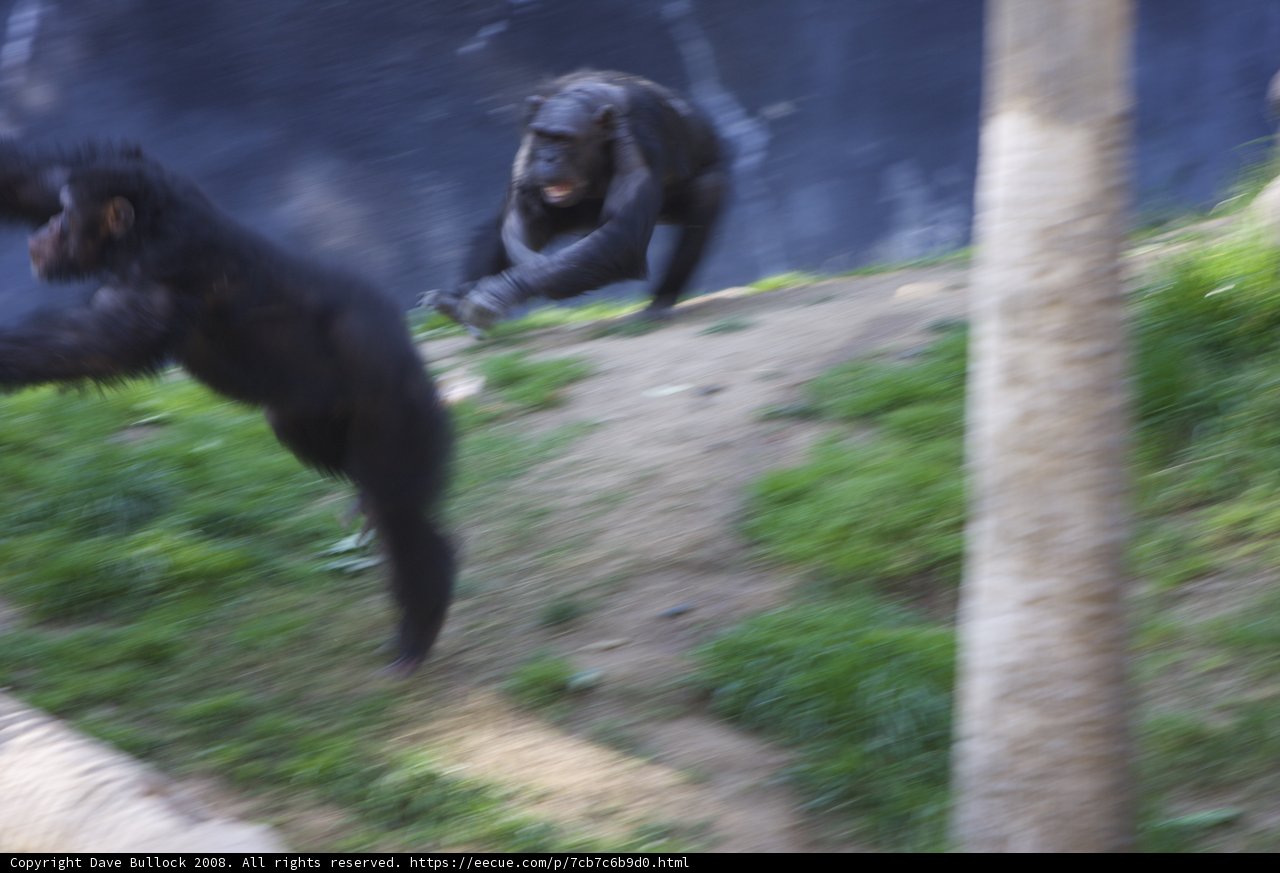 Playful Primates