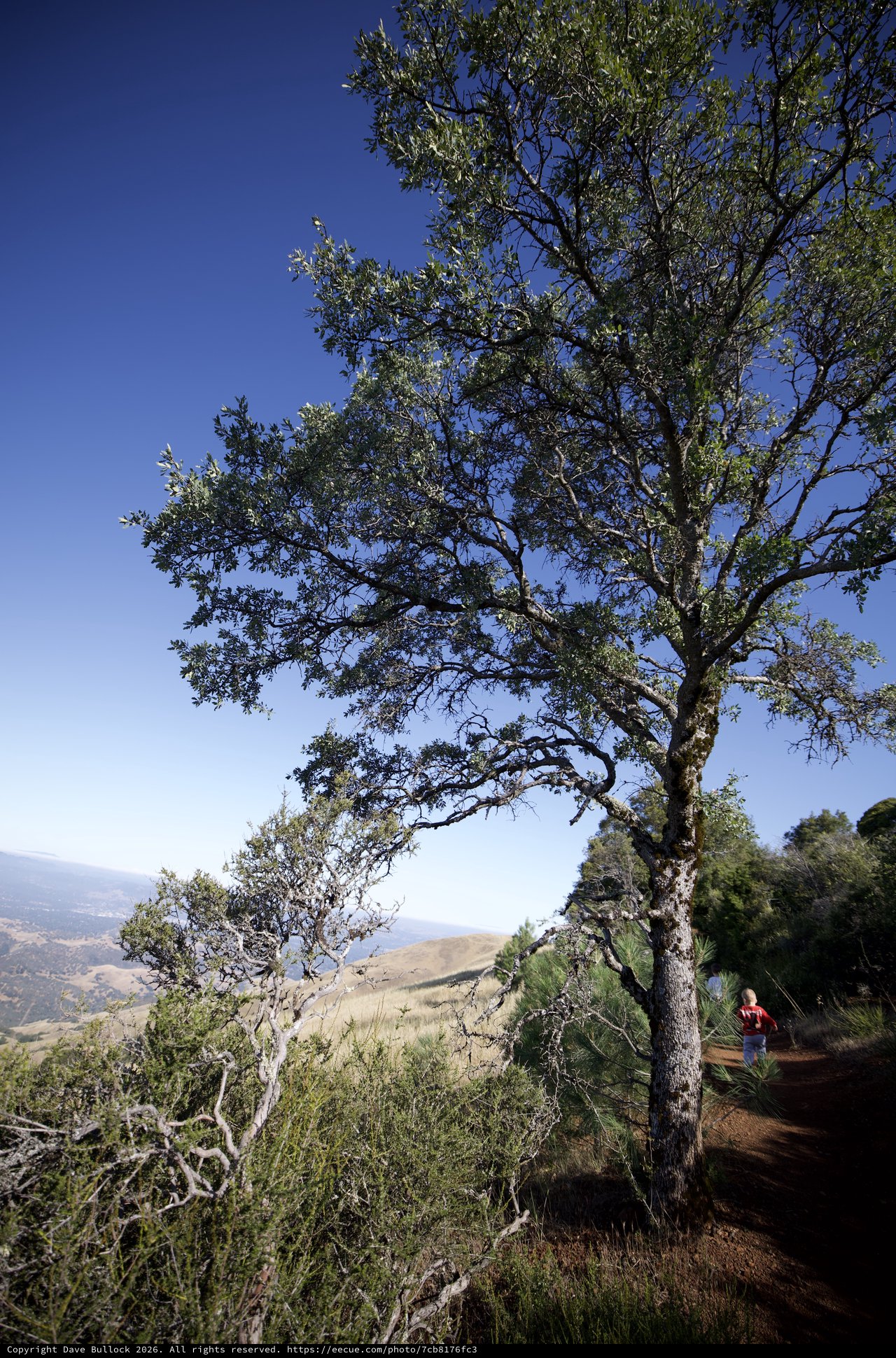 Lone Oak Overlooking Valley from Mount Diablo Trail