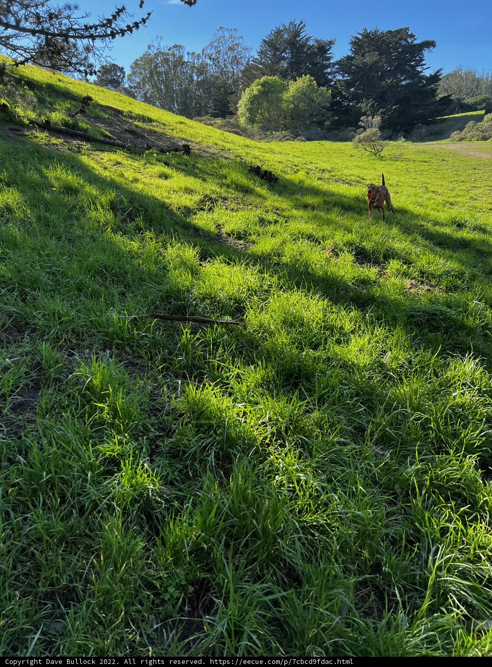 Peaceful Pasture in McLaren Park