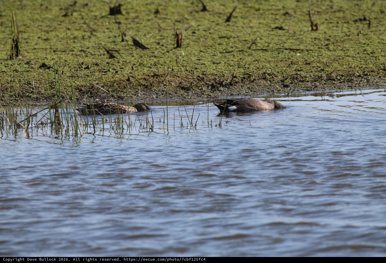 Blue-winged Teal Ducks Resting in Shallow Wetland Waters