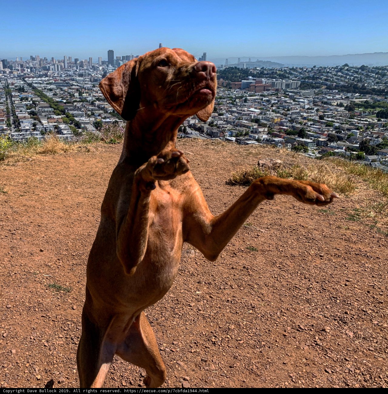The Majestic Vizsla taking a Stand