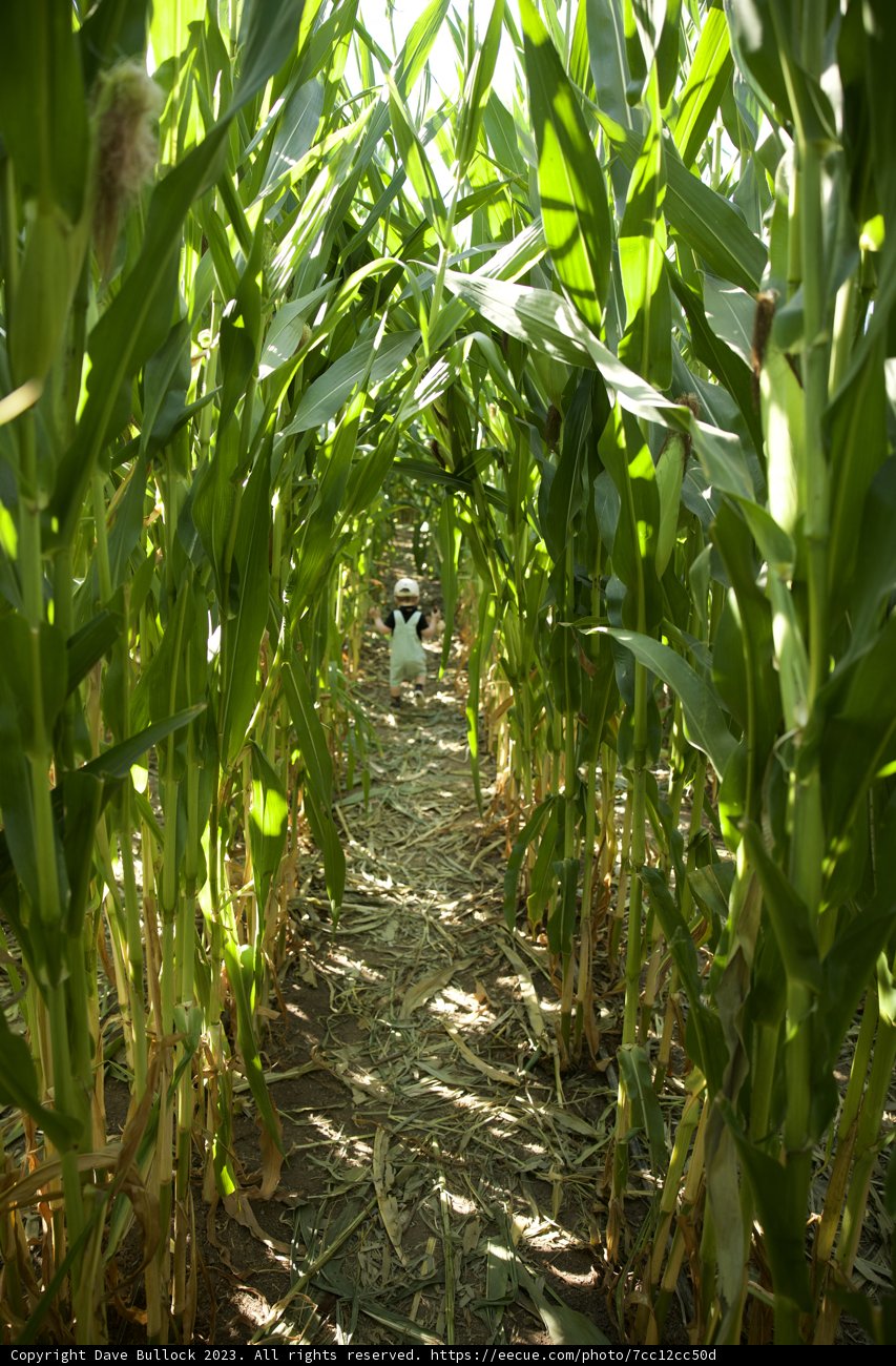 Harvest Stroll in the Corn Field
