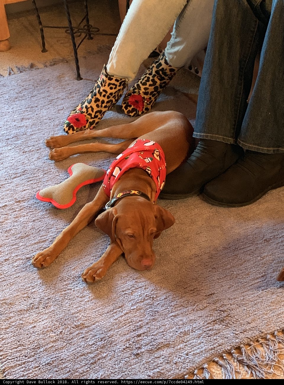 Furry Companionship on a Cozy Winter Day