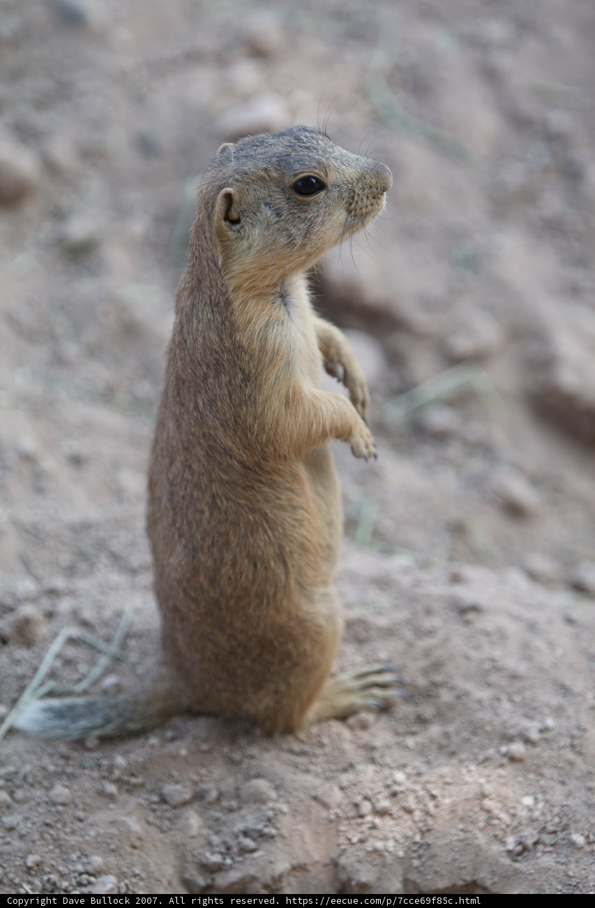 Squirrel sighting in Santa Fe