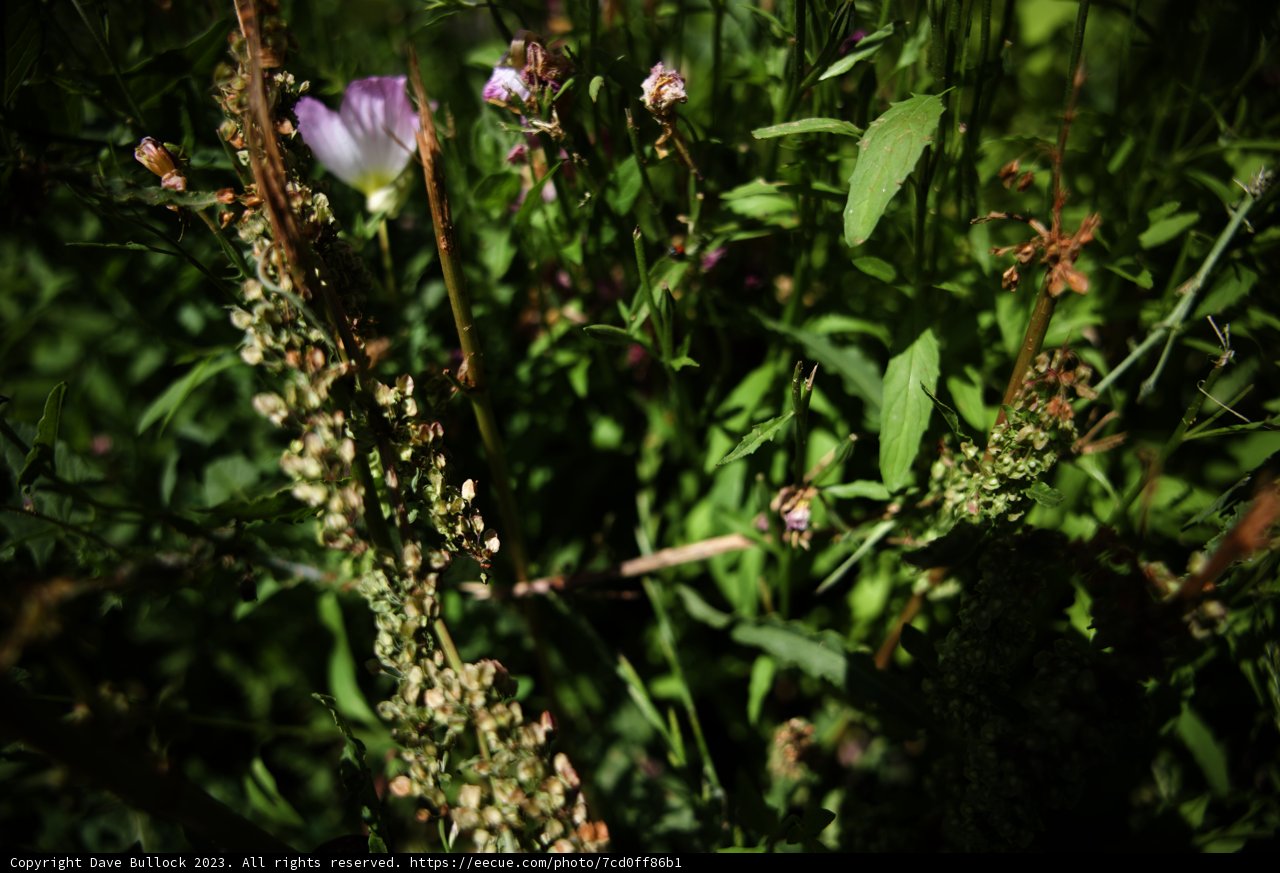 The Pollinator's Visit