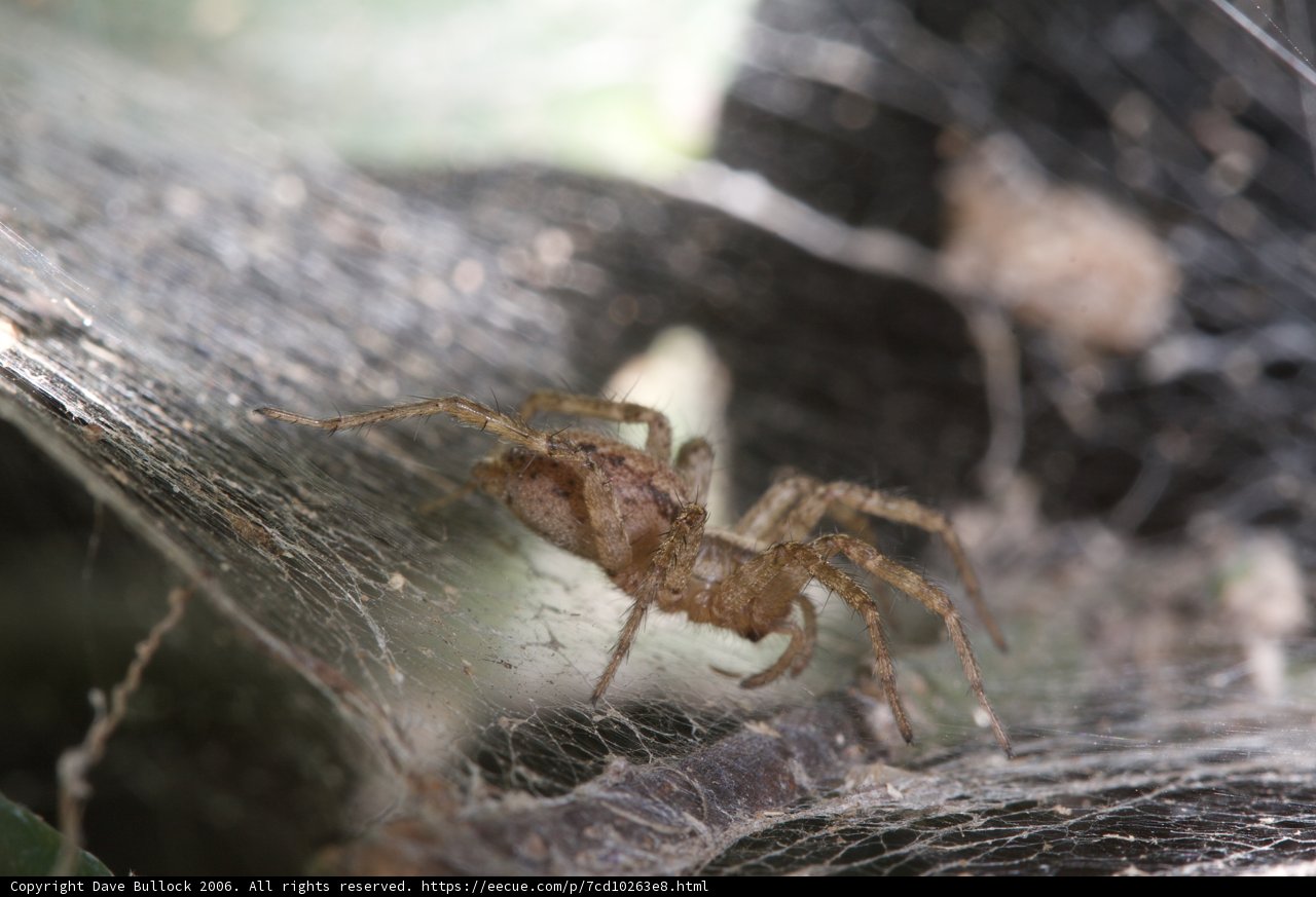 Arachnid in Action