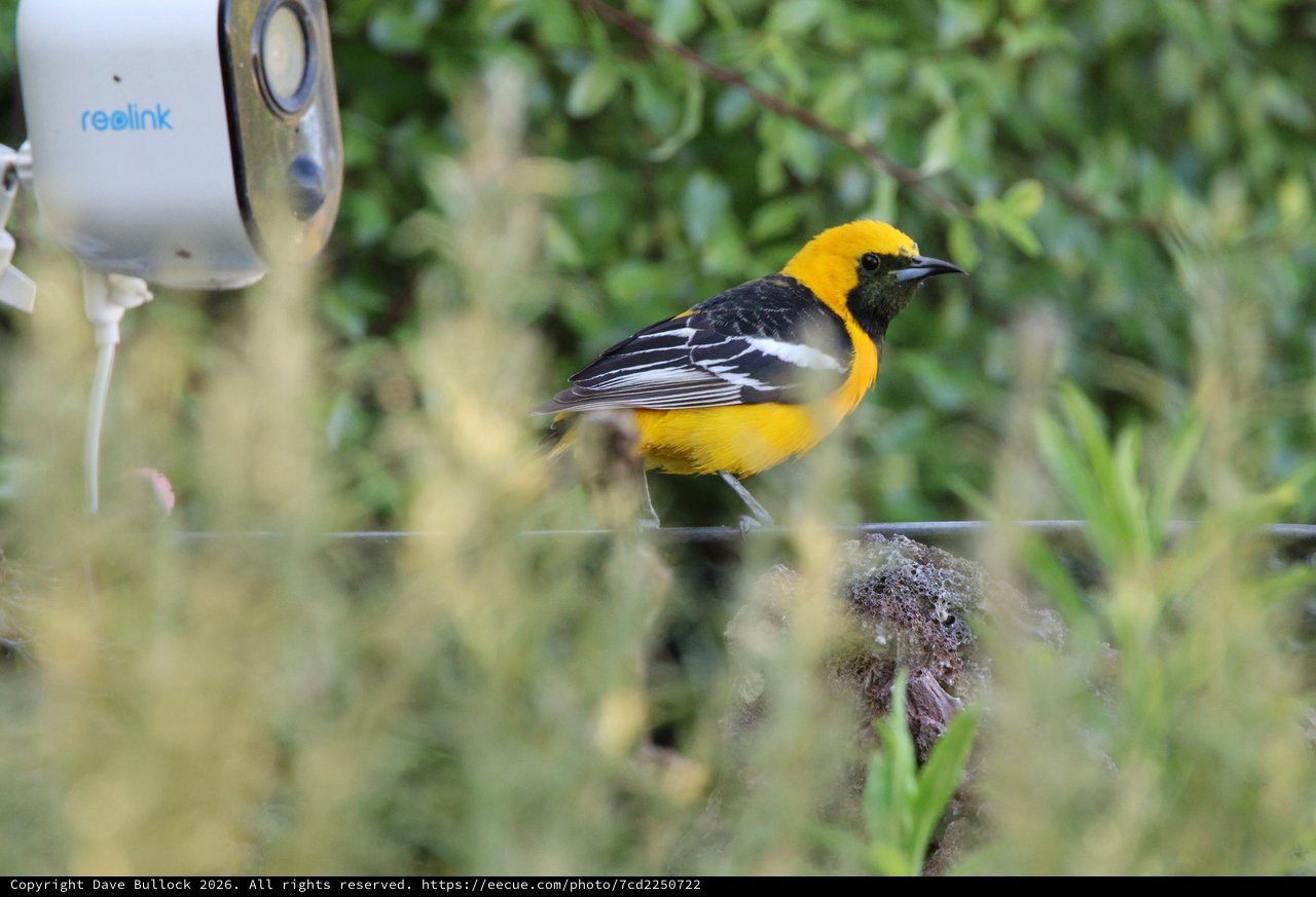 Hooded Oriole Perched Near Security Camera in Garden