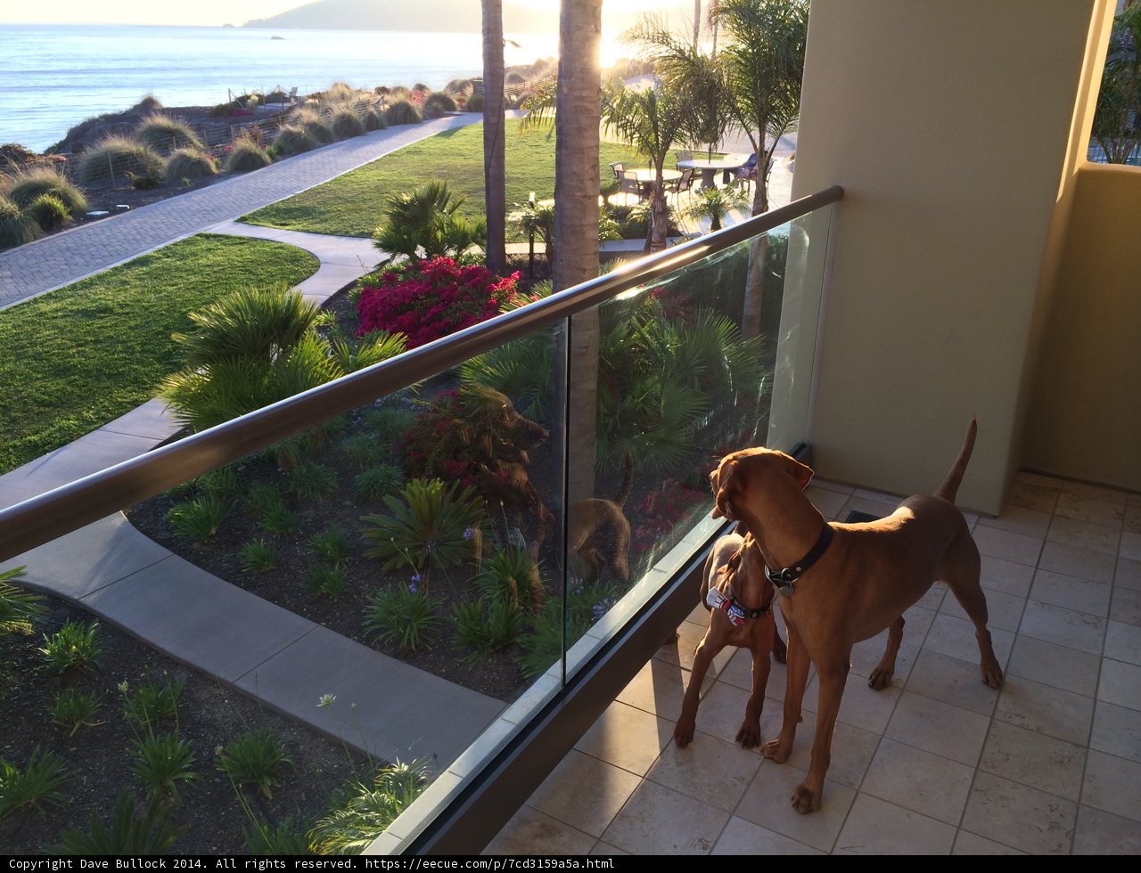 Two Pals on a Pismo Beach Balcony