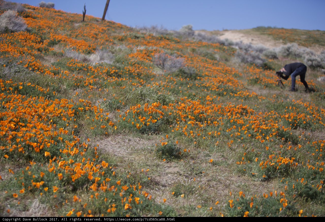 Trekking through Orange Fields