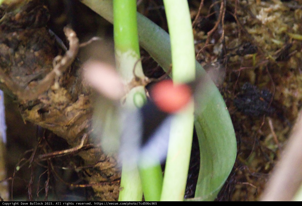 Mysterious Garden Encounter