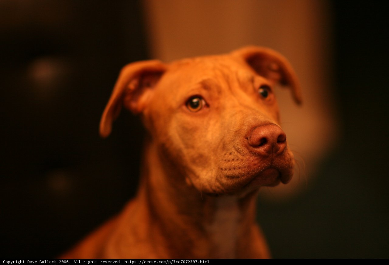 A Vizsla's Relaxation