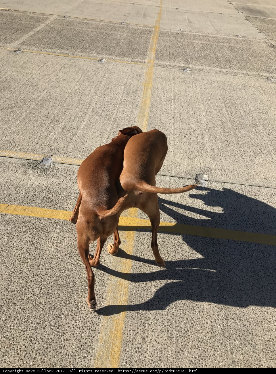 Two Canine Companions on the Tarmac