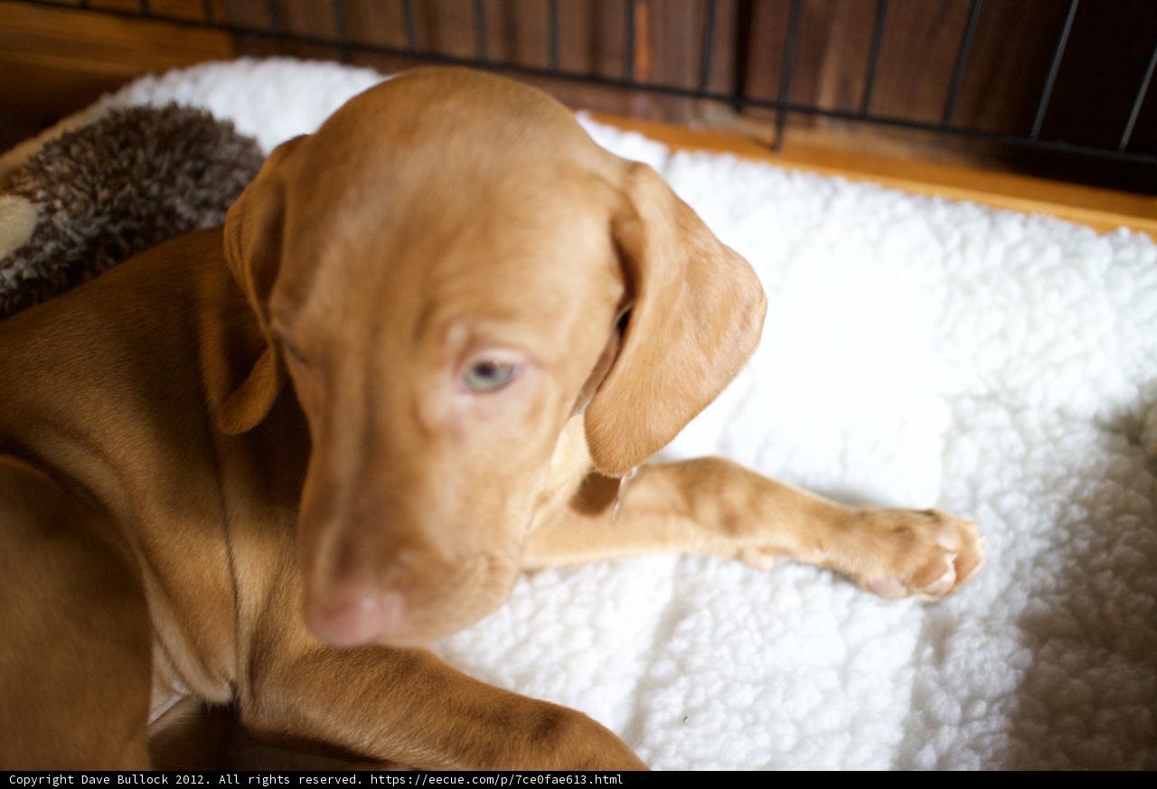 Puppy Love