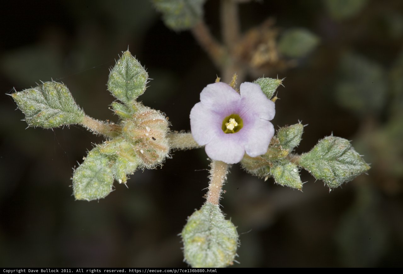 Purple Geranium in Bloom