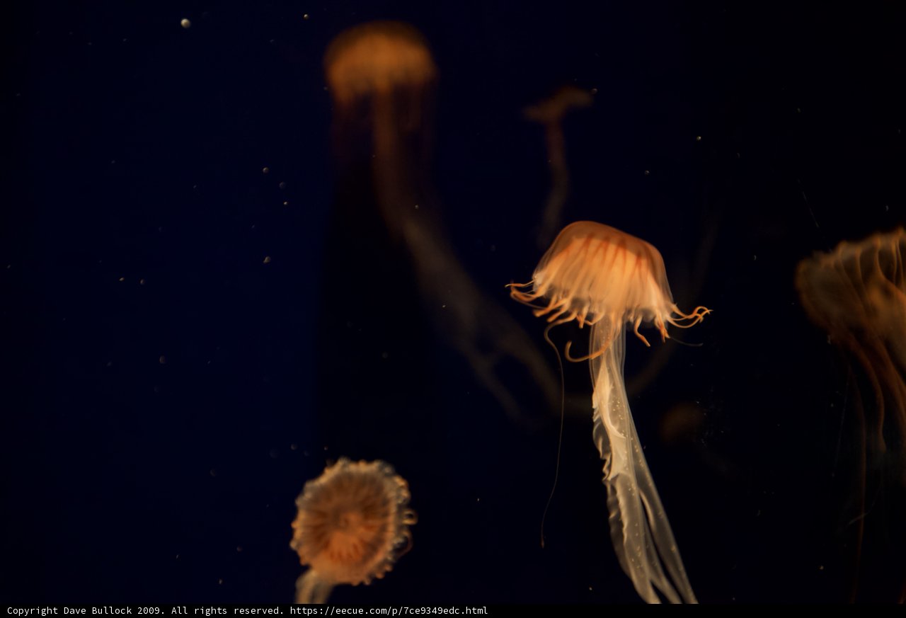 A mesmerizing dance in the dark