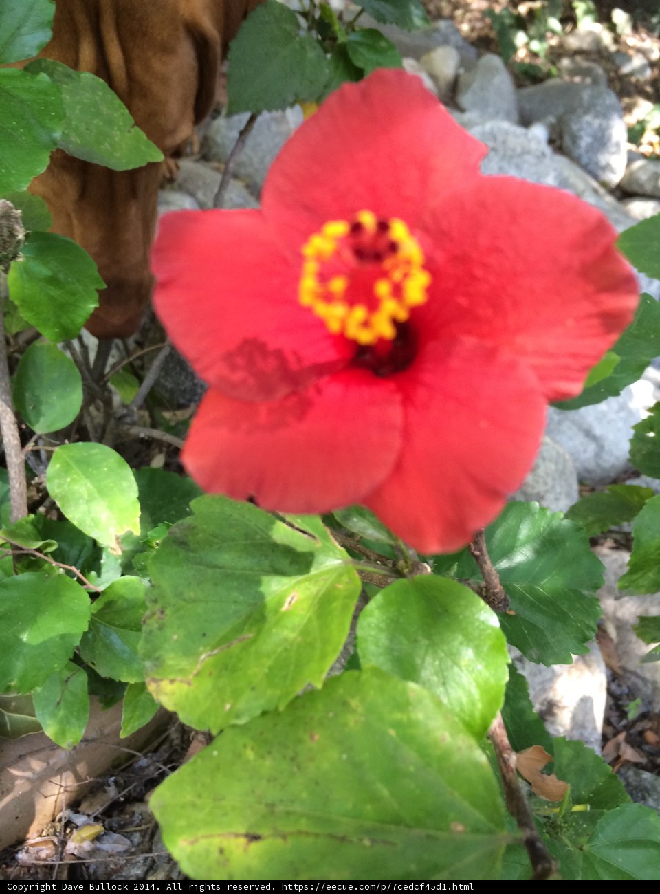 Curious Pup and the Red Flower