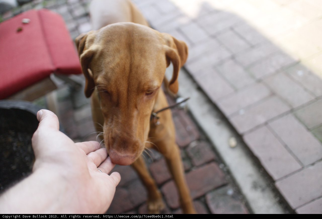 Feeding Time for a Furry Friend