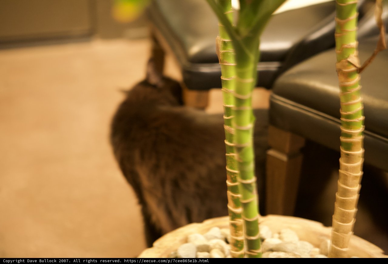 Inquisitive Feline