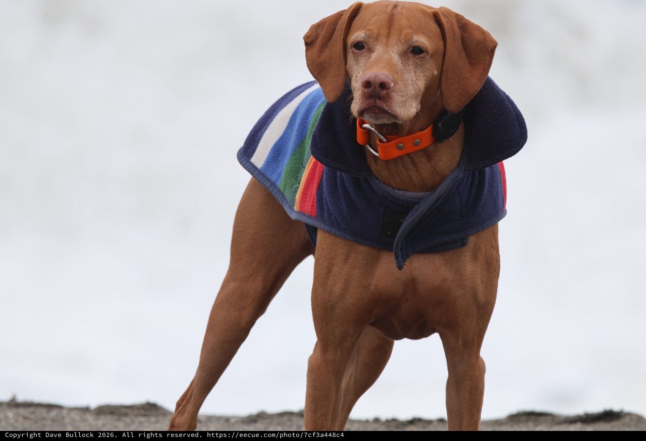 Stylish Vizsla Dog Wearing Rainbow Coat in Winter