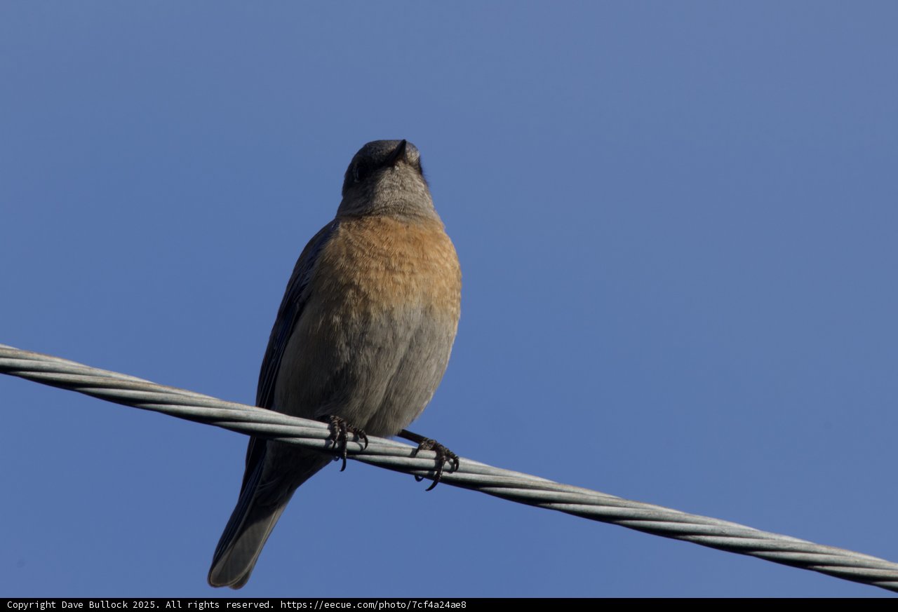 Perched on a Wire