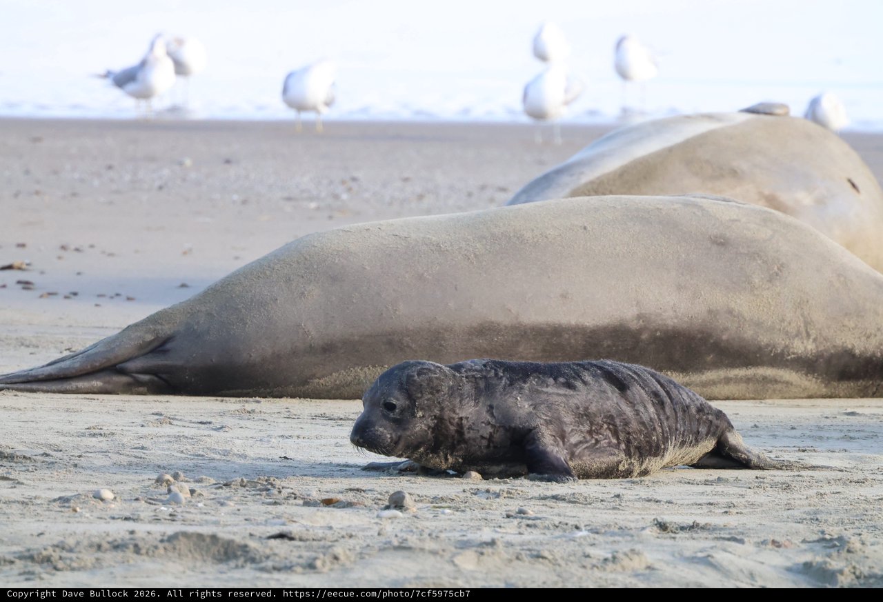Newborn Elephant Seal Pup with Mother on Beach