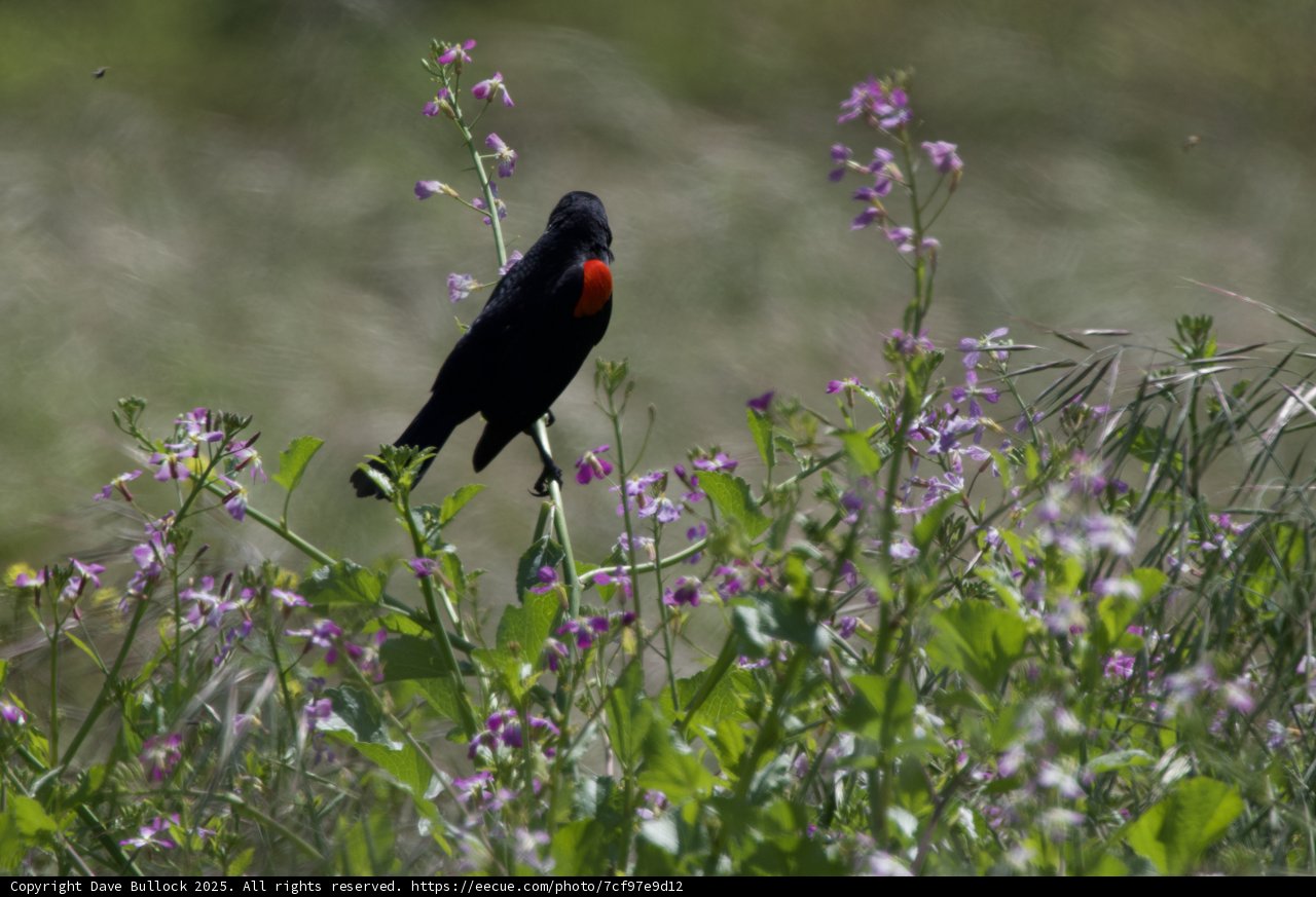 Harmony in the Grassland