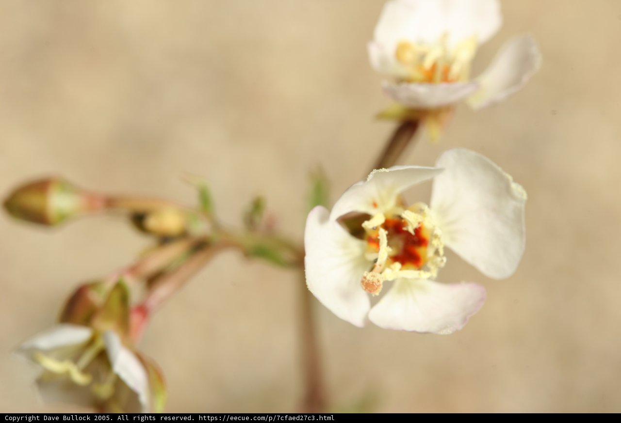 White flower in bloom