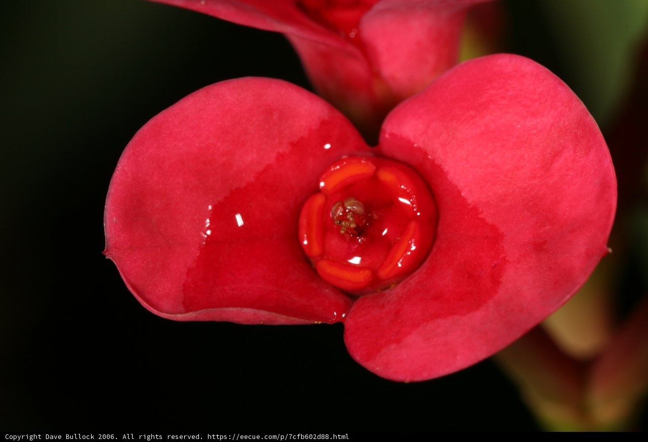 Radiant Red Begonia with Water Droplet