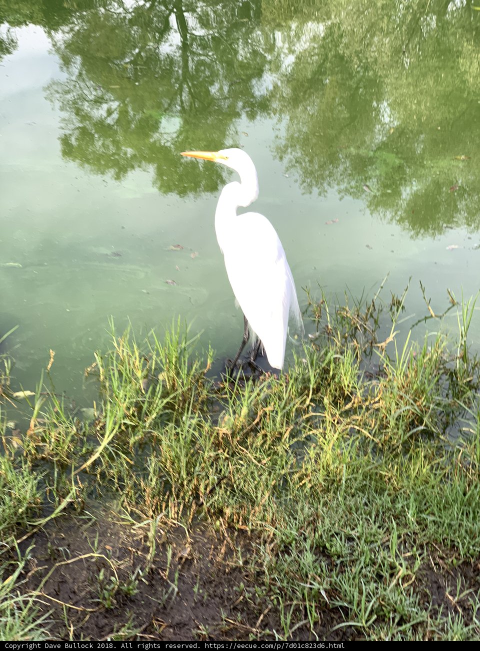 Graceful Heron in the Water