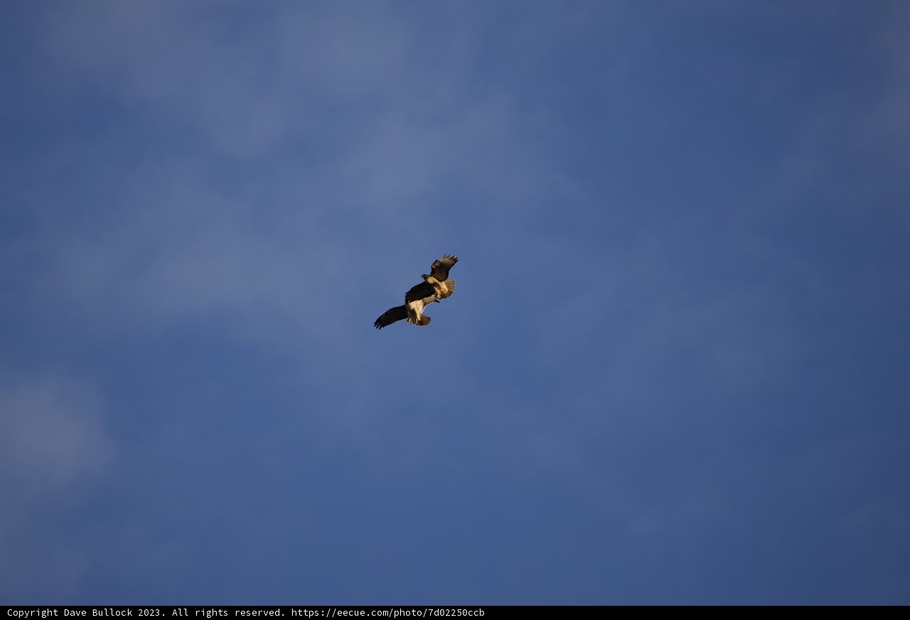 Aerial Acrobatics: Birds of Lake Merced