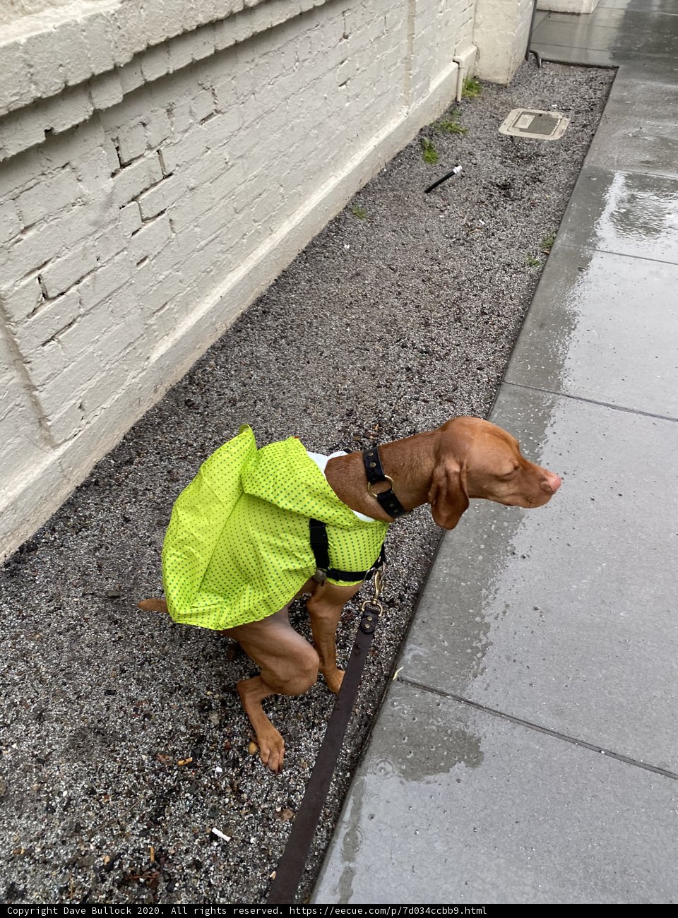 The Fashionable Vizsla