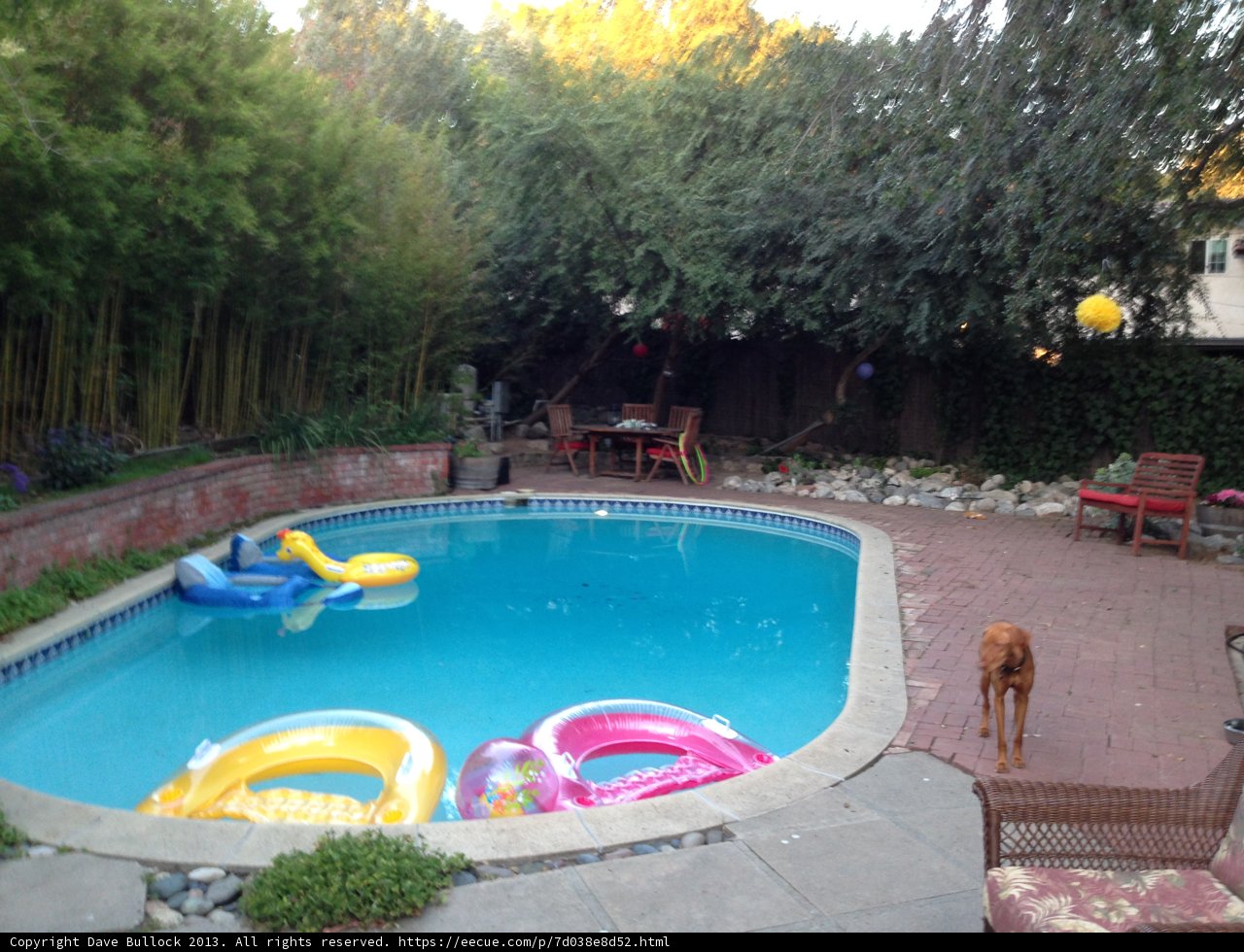 Poolside Pup