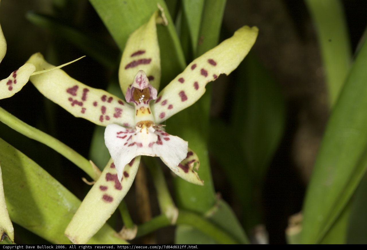 Spotted Orchids in Fiji