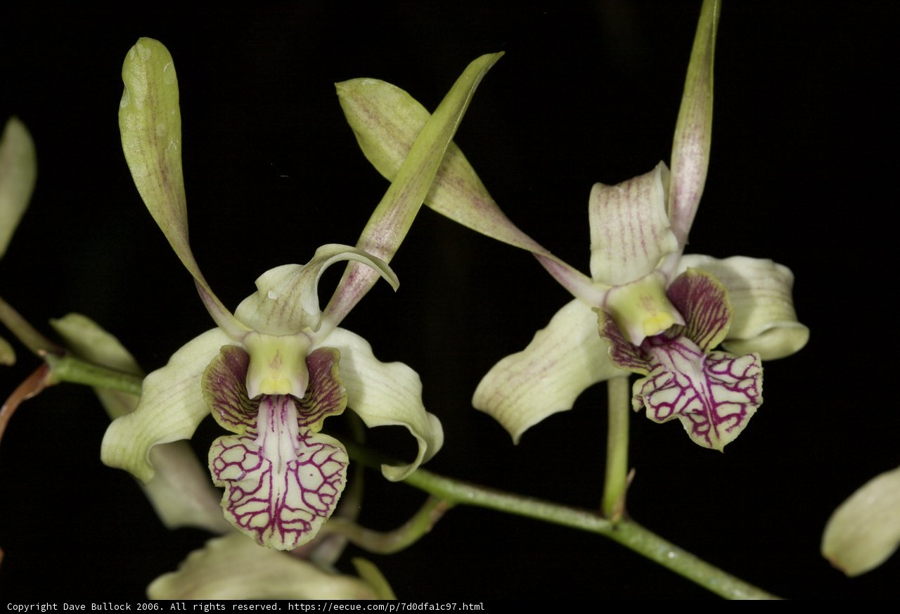 Orchids on a Dark Branch