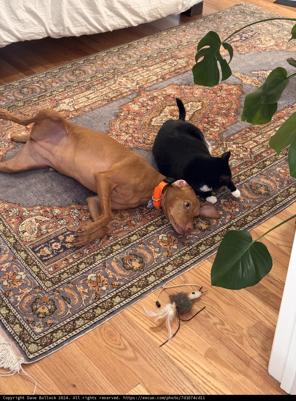Lazy Morning Companions