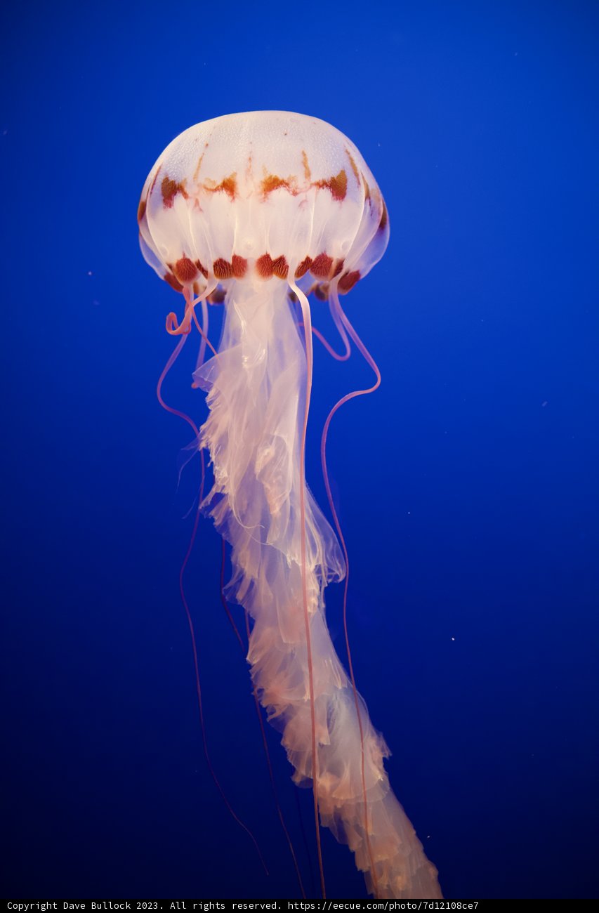 Majestic Jellyfish Encounter at Monterey Bay