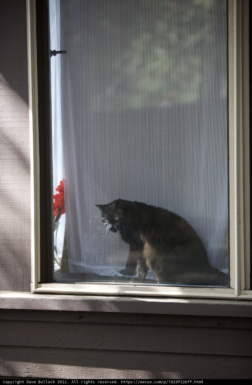 Window Cat