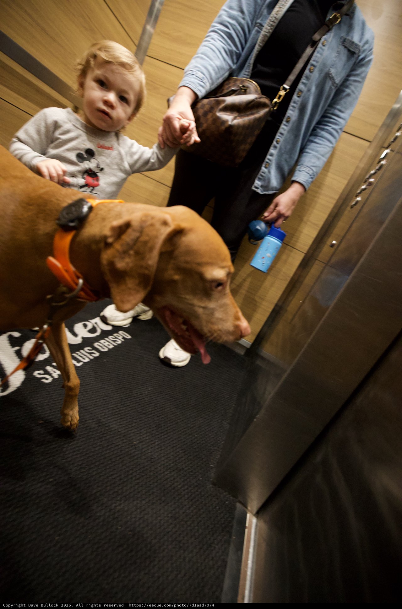 Child and Dog with Adult in Elevator