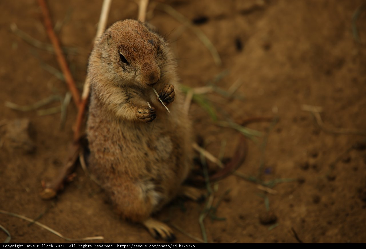The Intricate Life of Rodents at SF Zoo