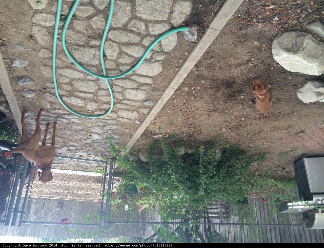 Canine fun in the backyard