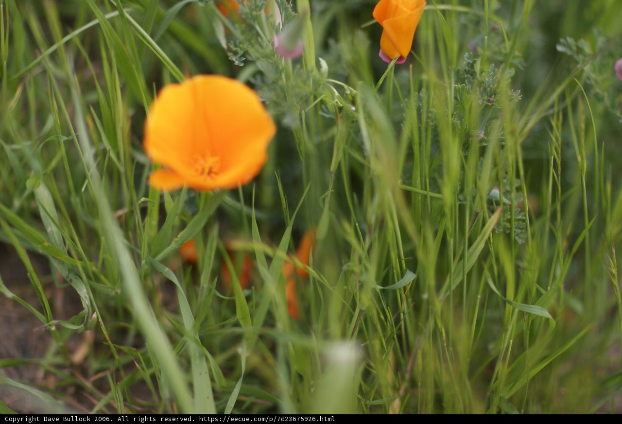 Golden Poppies in the California Grass